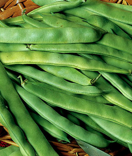 300 Bean Seeds, Roma II, Heirloom Bean, Italian Green Beans, Non-Gmo, Tasty
