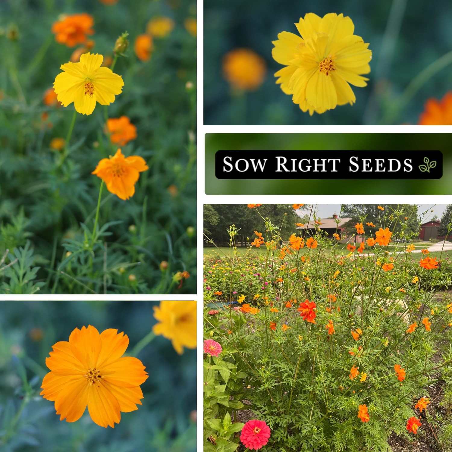 Bright Lights Sulfur Cosmos Seeds NonGMO, Easy to Grow, Attract Pollinators