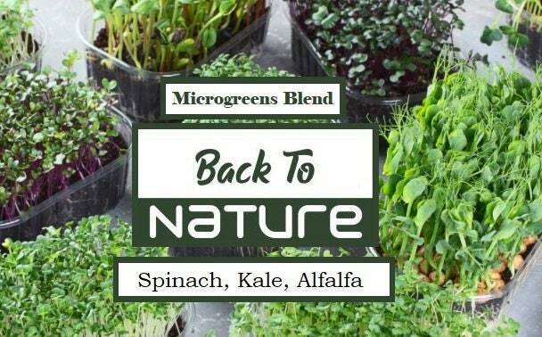 Spinach, Kale, Alfalfa Microgreen Seed Blend – Organic Seeds – Non Gmo