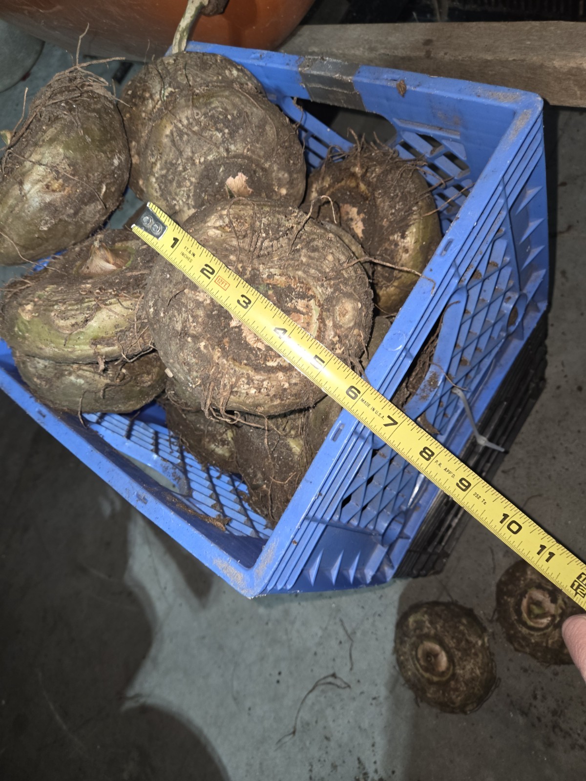 LARGE SAUROMATUM VENOSUM BULB HALF LB MINIMUM voodoo lily corpse flower bulbs