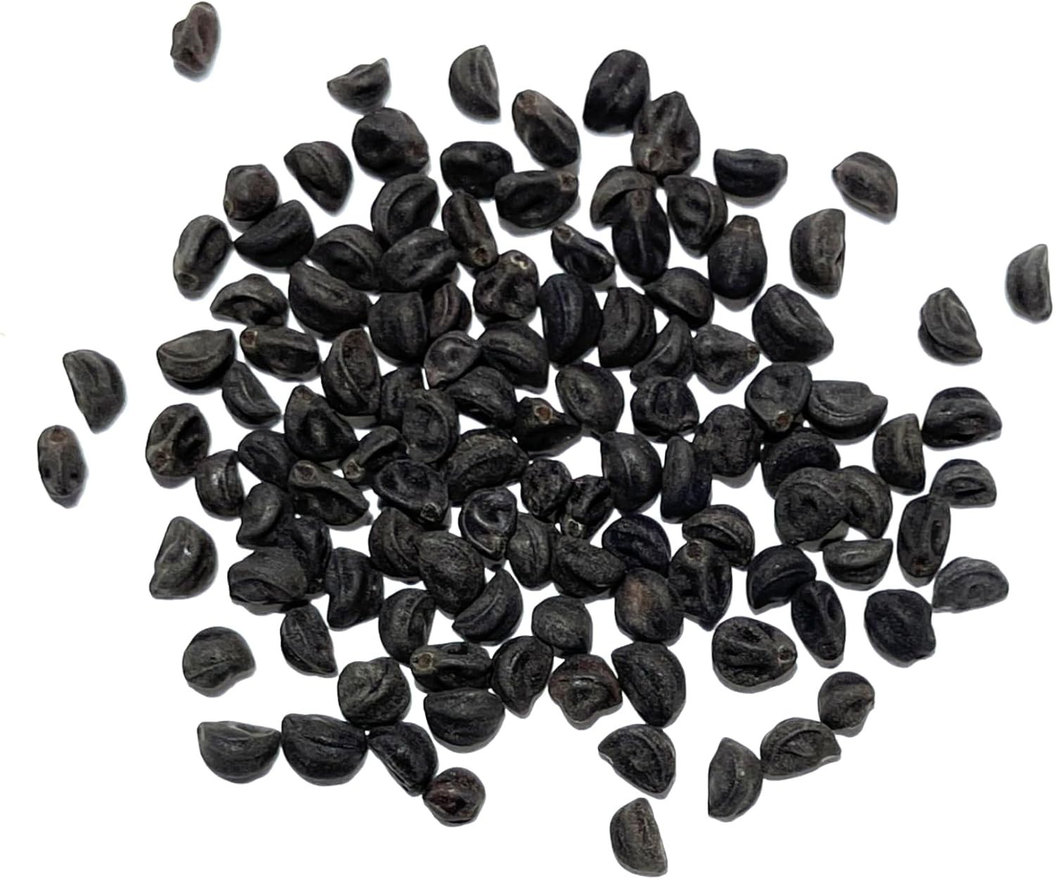 Easy-to-Grow Grandpa Ott Morning Glory Seeds – Indigo Blooms for Privacy Fences