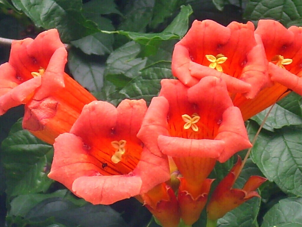 40 ORANGE TRUMPET VINE SEEDS – Campsis radicans