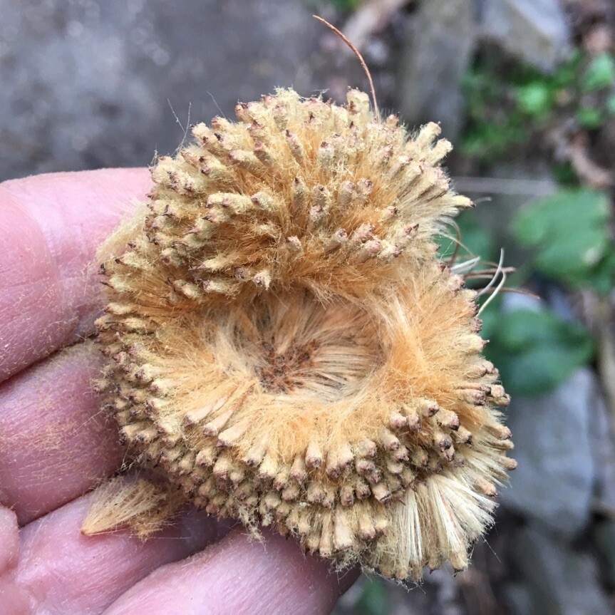 American Sycamore Platanus occidentalis Buttonwood Tree Seeds 50+