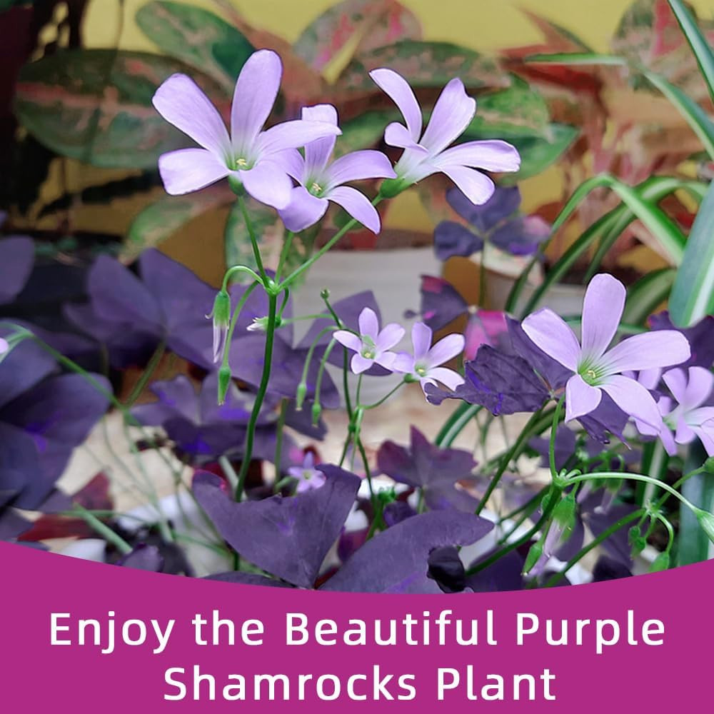 20PCS Purple Shamrocks Bulbs Good Luck Plant Oxalis Bulbs for Planting Indoor or