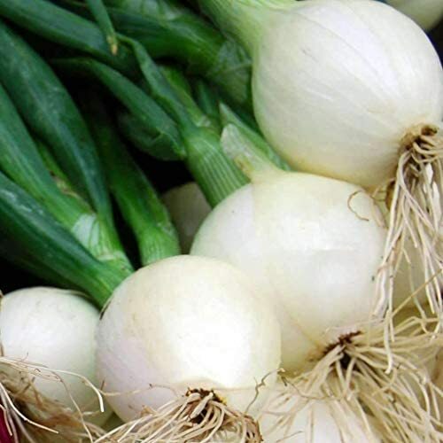 Crystal White Wax Onion Seeds | Heirloom / Non-GMO | Free Shipping | 1069