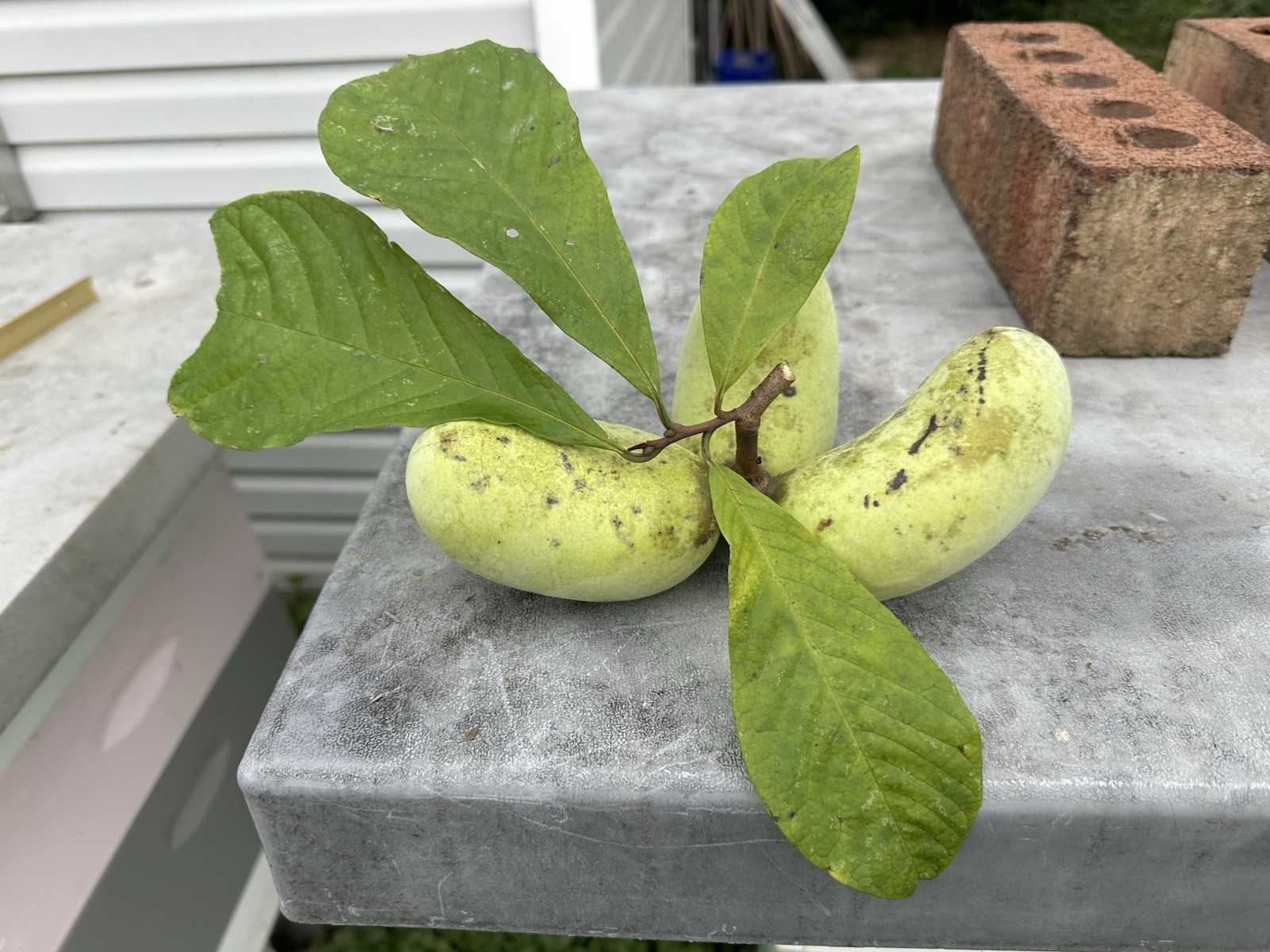 PAW PAW FRUIT TREE SEEDS 25 PLUS SEEDS Stratified With Propagation Guide