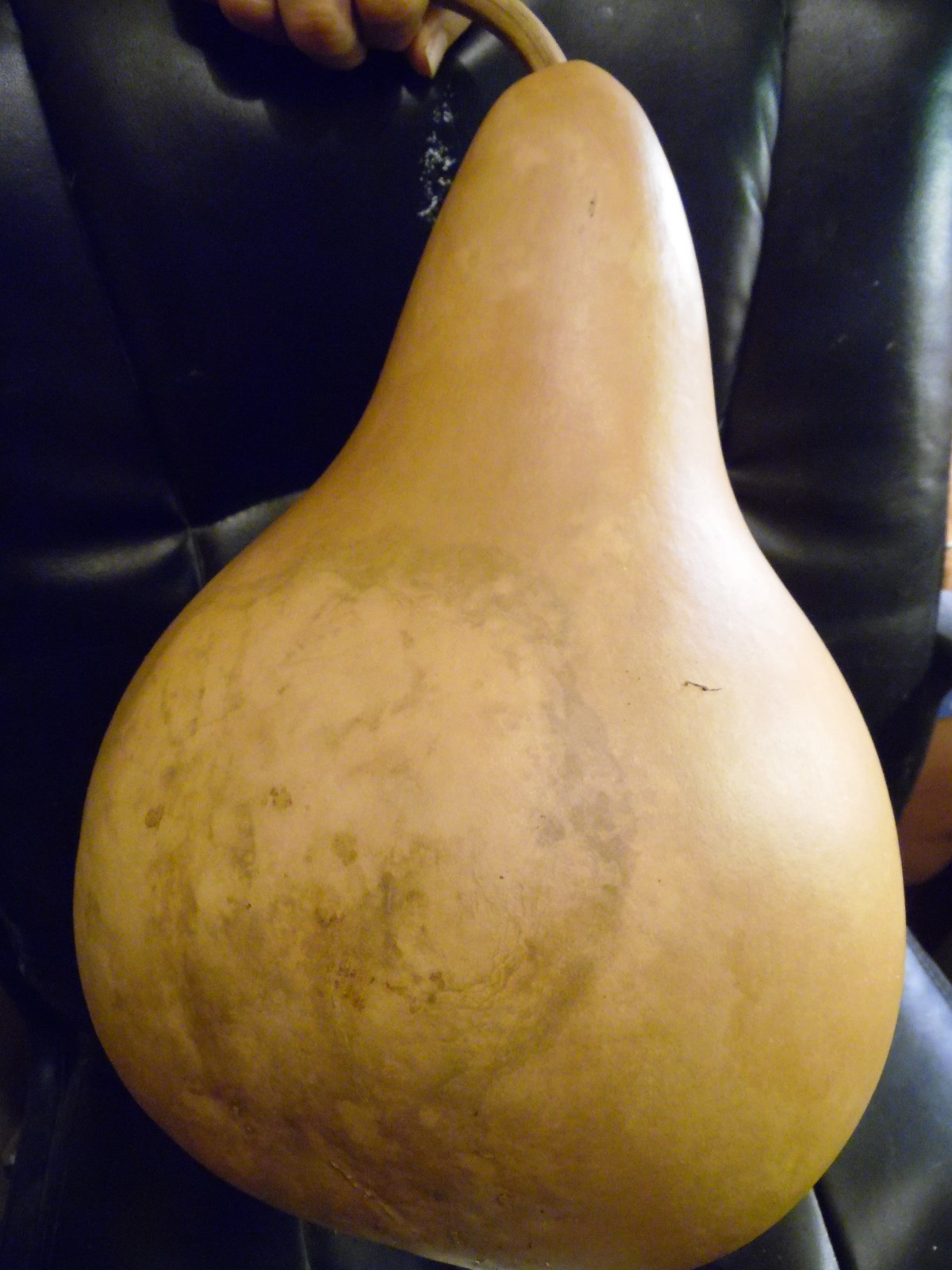 Huge Mix of Seeds From Large Gourds In Photo! 10 Large Seeds!