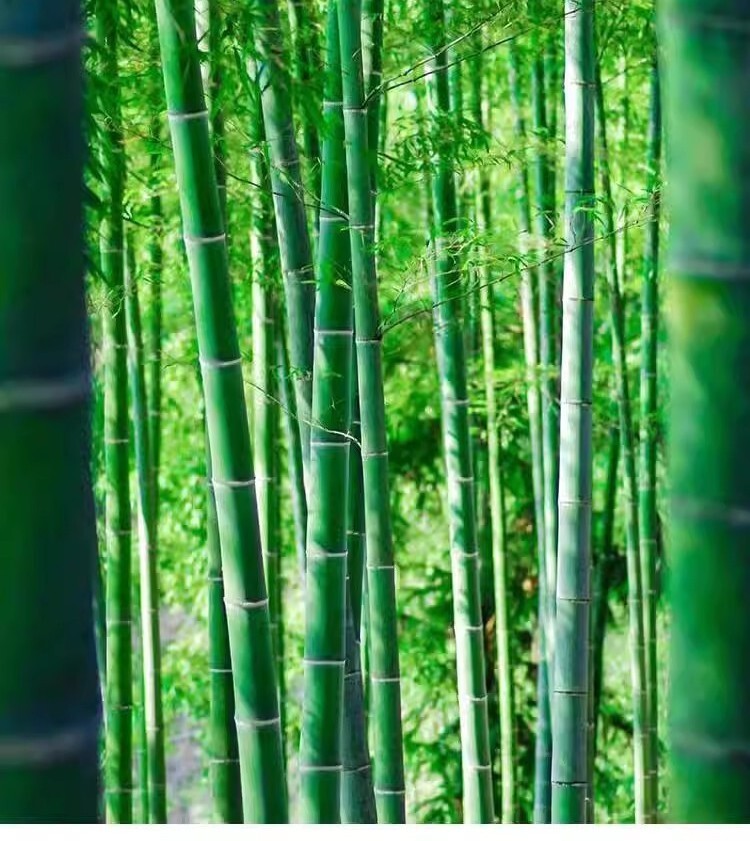 50+Giant Moso Bamboo Seeds Perennial evergreen Grows Edible Bamboo shoots USA