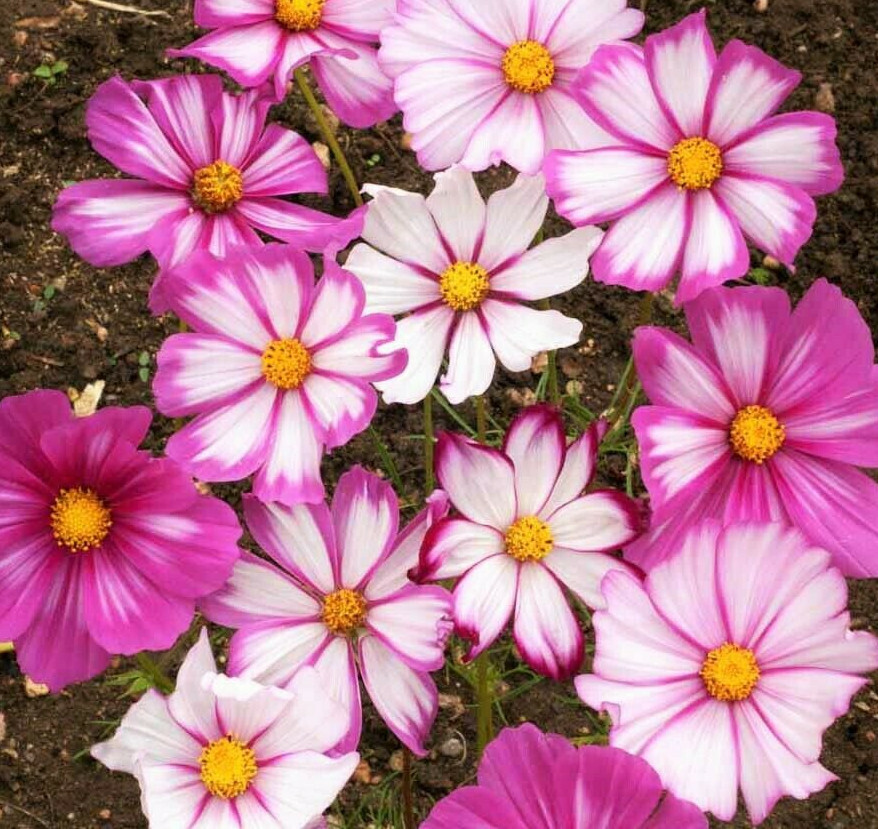 Pink Candy Striped Cosmos Seeds | Red White Paper Daisy Cosmo Flowers Seed 2024