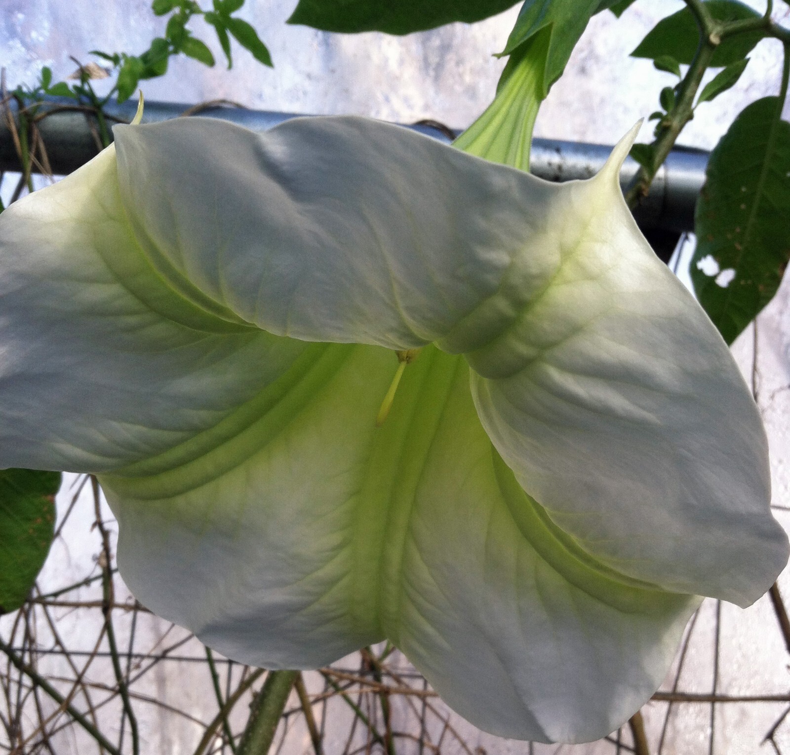Brugmansia suaveolens | Green Stripe | 10 Seeds