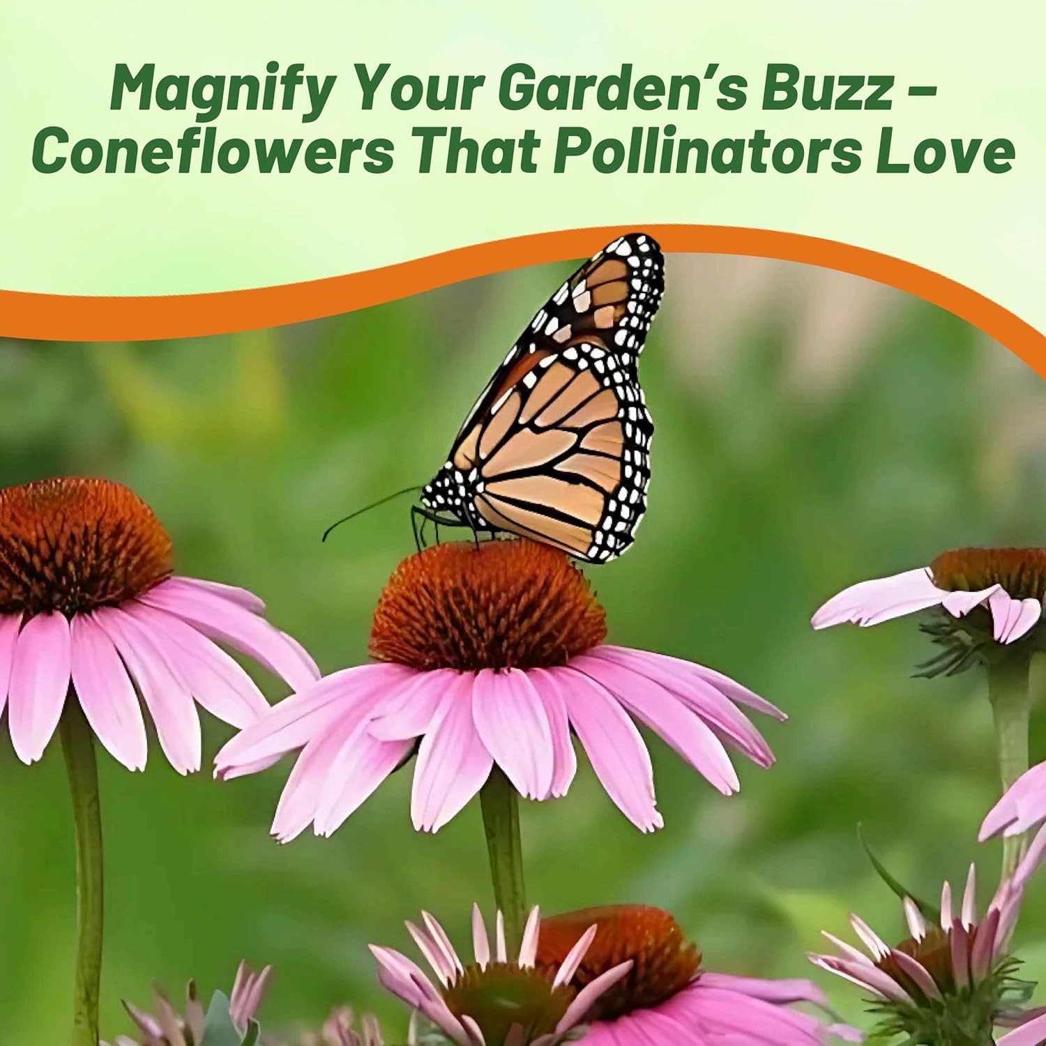 50 Seeds Purple Coneflower Echinacea Purpurea Magnus Garden Flower With