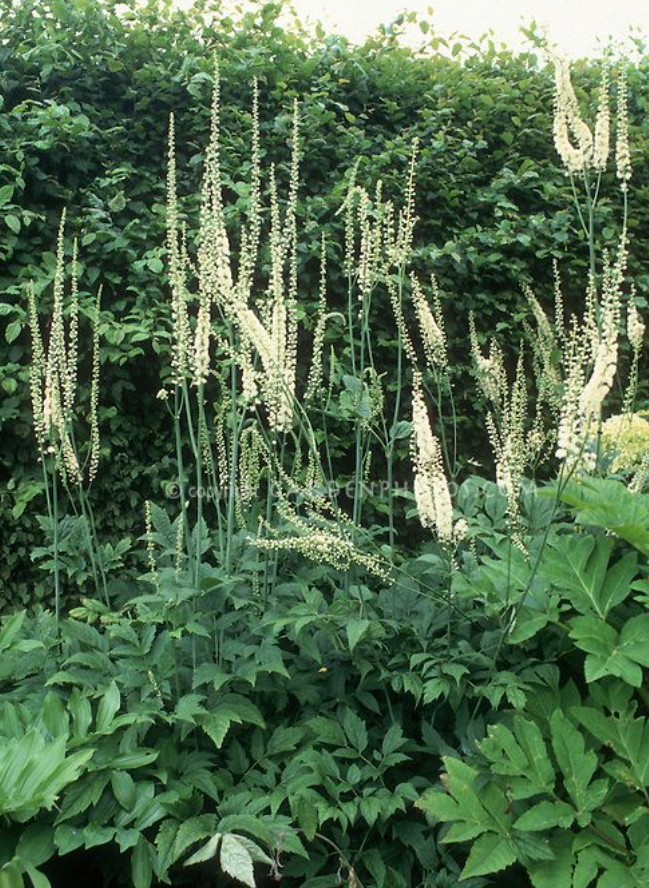 20 Live Black Cohosh Bulbs – No Ship to AK, HI & P.R.