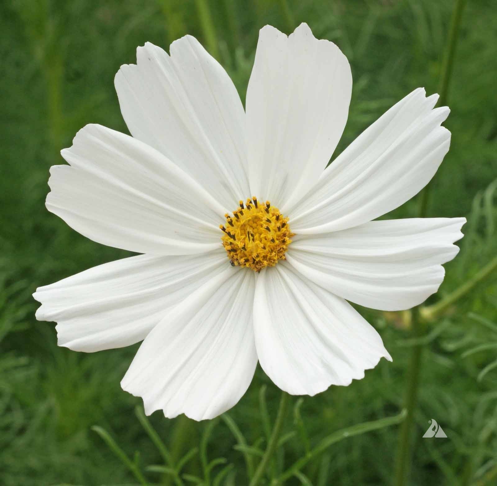 Purity Cosmos Seeds Cosmos bipinnatus Free Shipping!