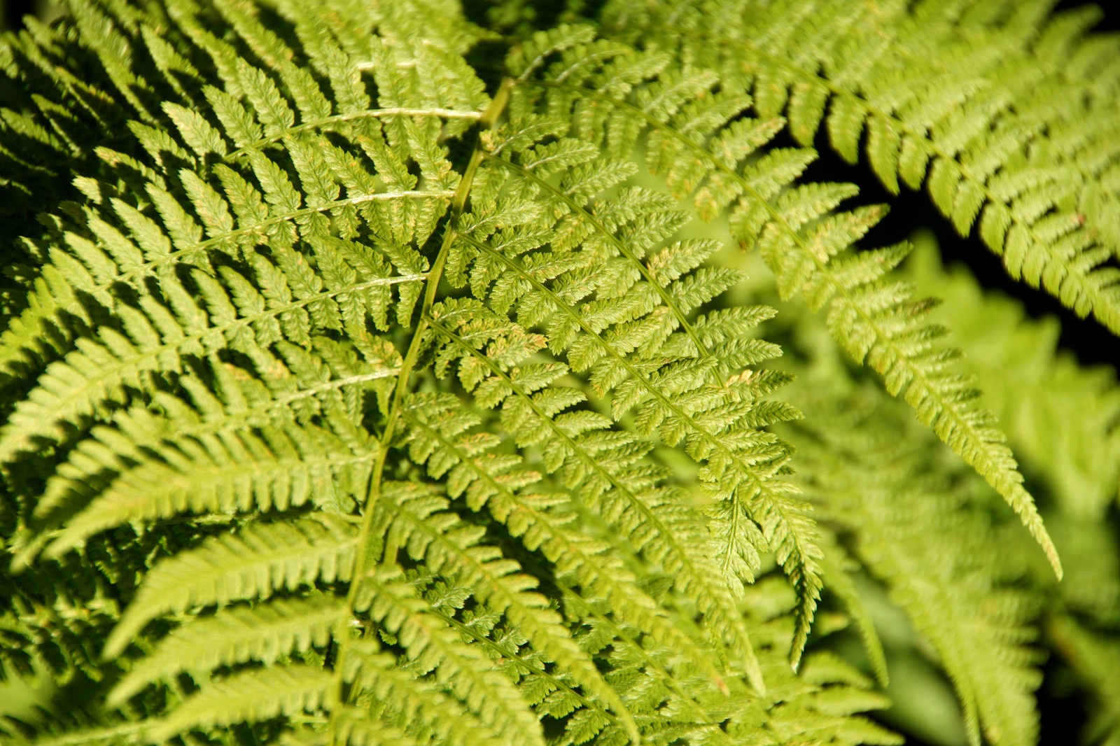 western Lady fern 1000 spores (seeds) Filix femina, cold hardy, up to 3′ tall