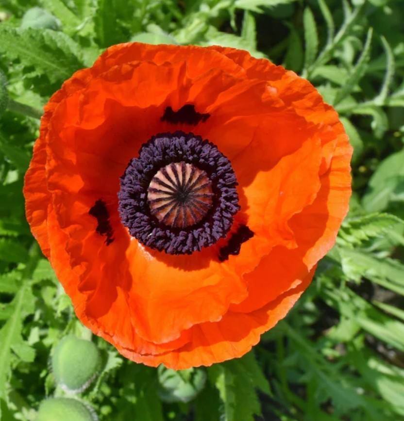 750+ Orange Prince Oriental Poppy Seeds **Fresh Seeds** ~~Free Shipping~~