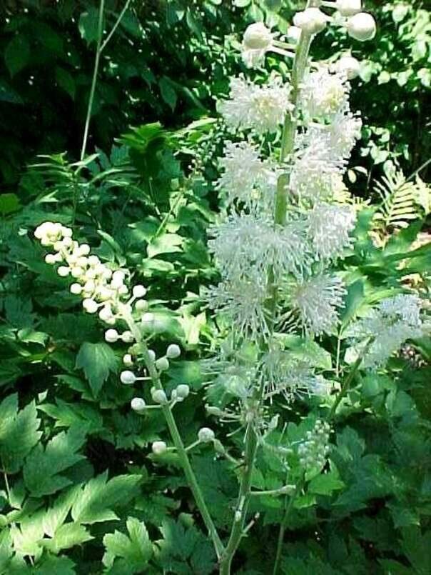 Black Snakeroot Seeds for Planting (15 Seeds) – Rare Plant – Cimicifuga racemosa