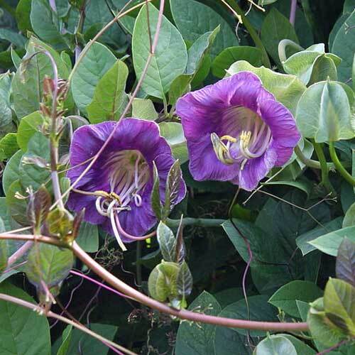 Cobaea scandens | Cup and Saucer Vine | 10 Seeds