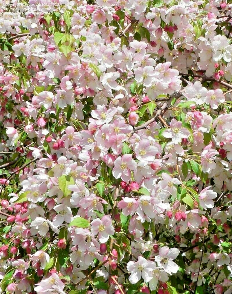 RED JADE CRAB APPLE SEEDS – Malus × scheideckeri ‘Red Jade’
