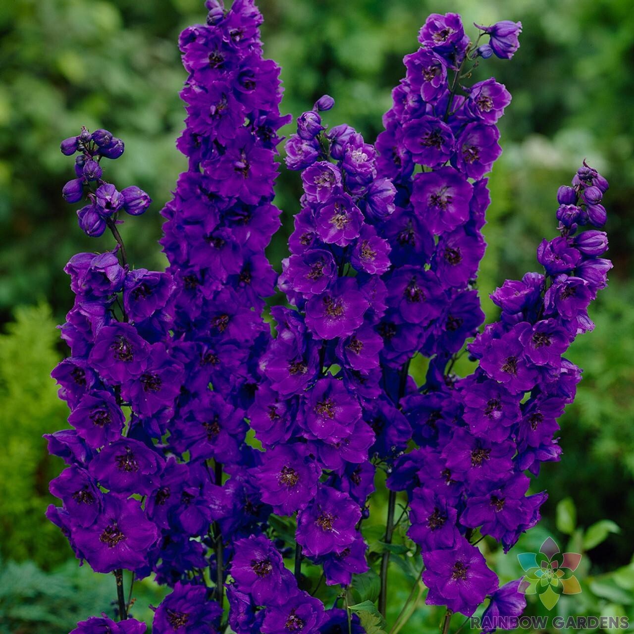 200+ Pacific Giant Black Night Delphinium Seeds for Garden – FREE SHIPPING!
