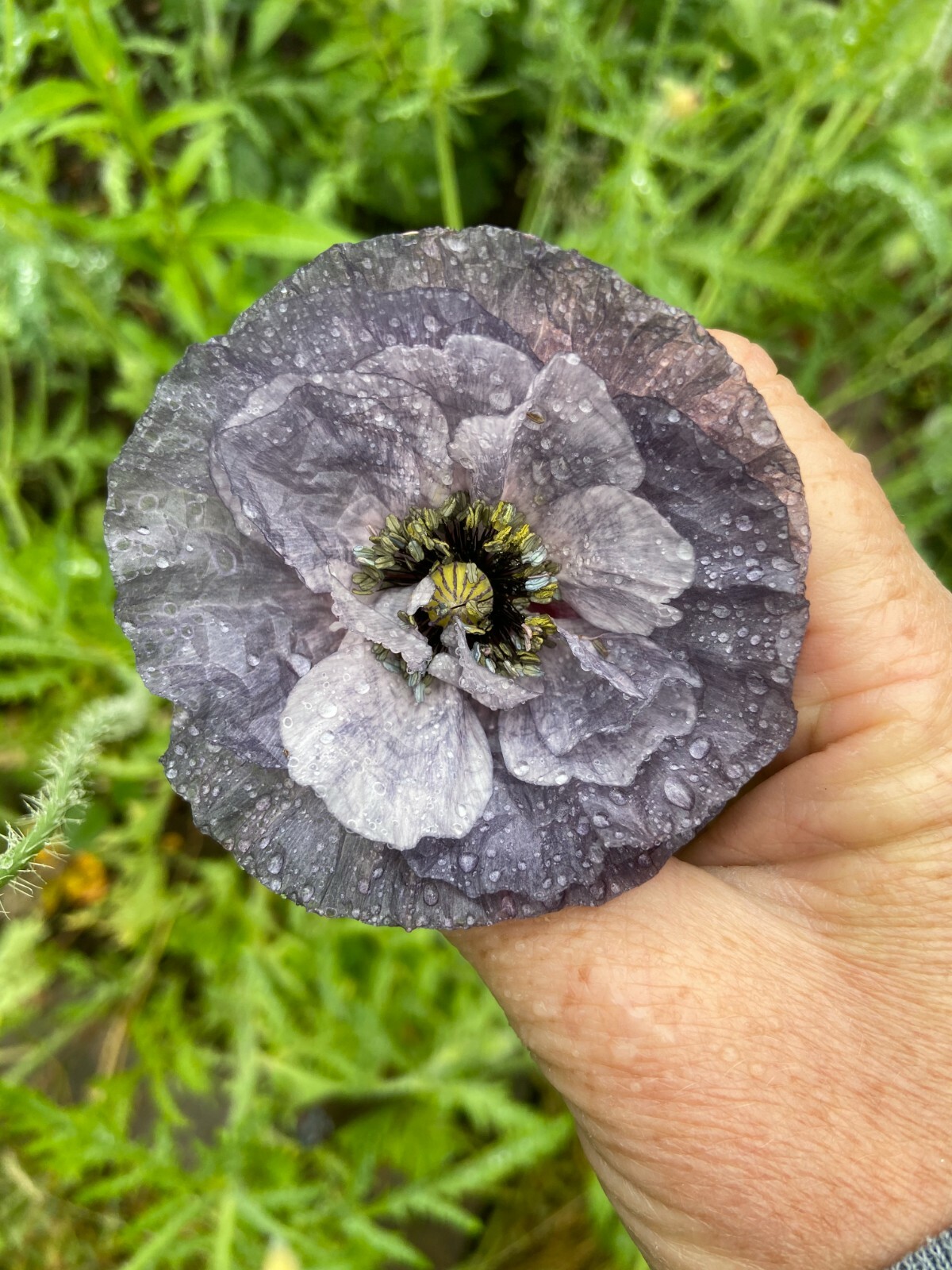 BLUE & mix POPPY FLOWER SEEDS – HIMALAYAN Tibetan poppy Wild poppy flower seeds