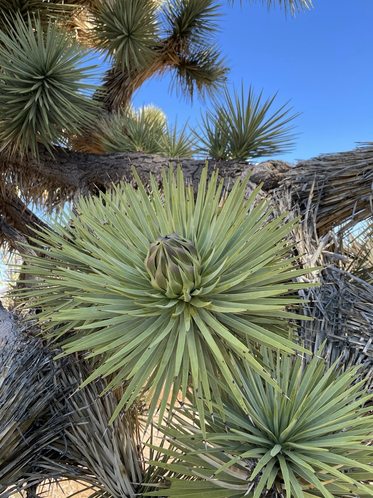 500 Joshua Tree seeds – Mojave Desert 2024 Harvest (Tested)