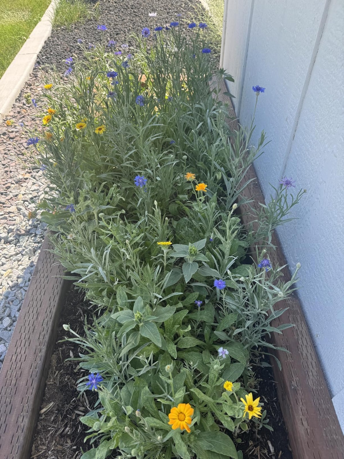 Transform Your Garden: 25,000 Seeds of 14 Easy Grow Wildflowers for Full Sun