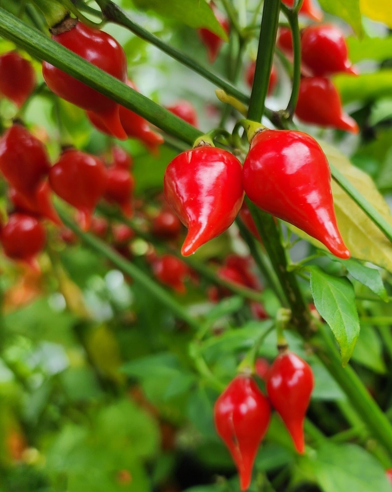 20 Fresh Harvest of 2025 Authentic Biquinho Red Prime Pepper Seeds-B 10