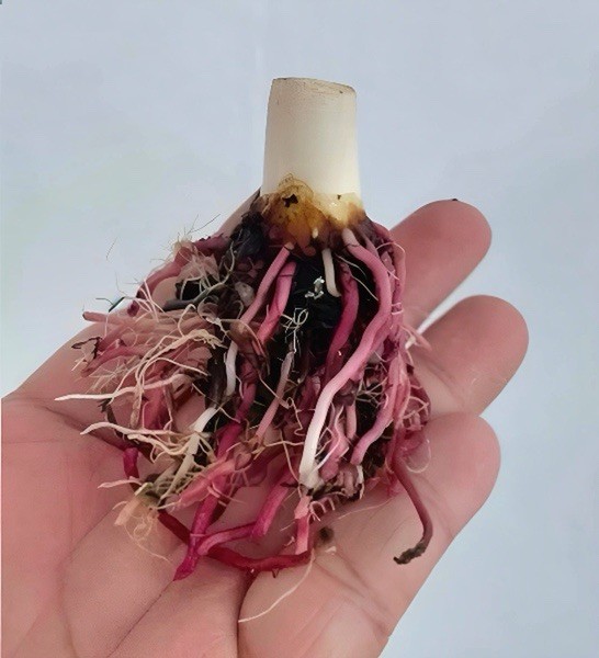 AUTHENTIC Universal Caladium 1 bulb