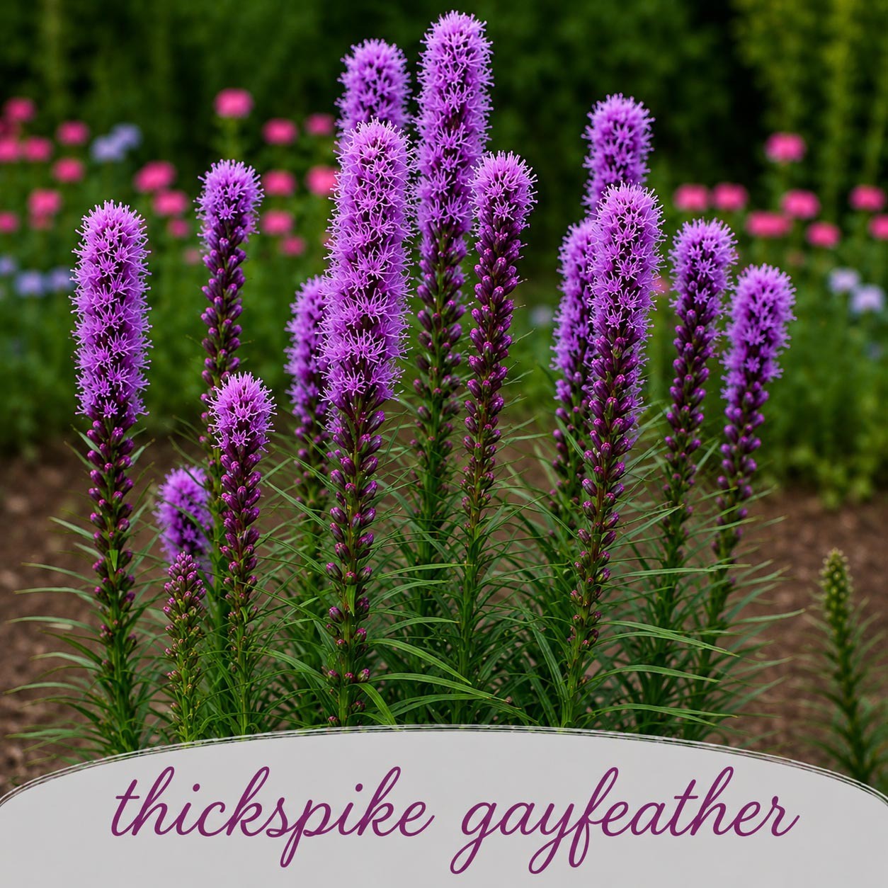 Mini Native Tall Hummingbird Seed Mix | Prairie Legacy Inc.