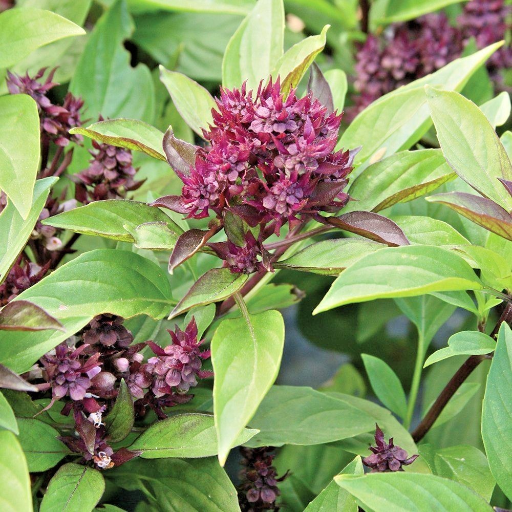 300+SIAM QUEEN BASIL Seeds Organic Herb Summer Vegetable Garden Patio Container