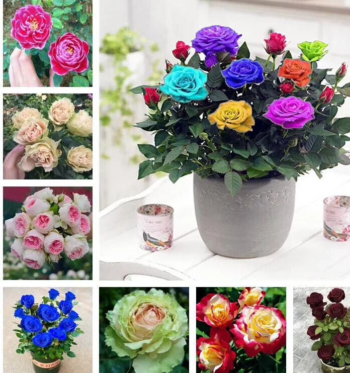 20 EXOTIC RARE ROSE SEEDS home garden flower plant bush diy sun Rosas hybrid USA