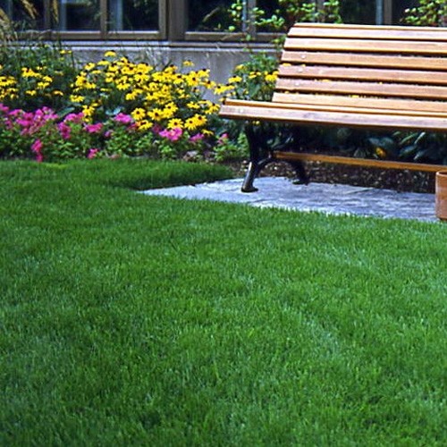10 LBS – OptiGrowth Coated Legacy Fine Fescue Grass Seed For Lawns – Grass