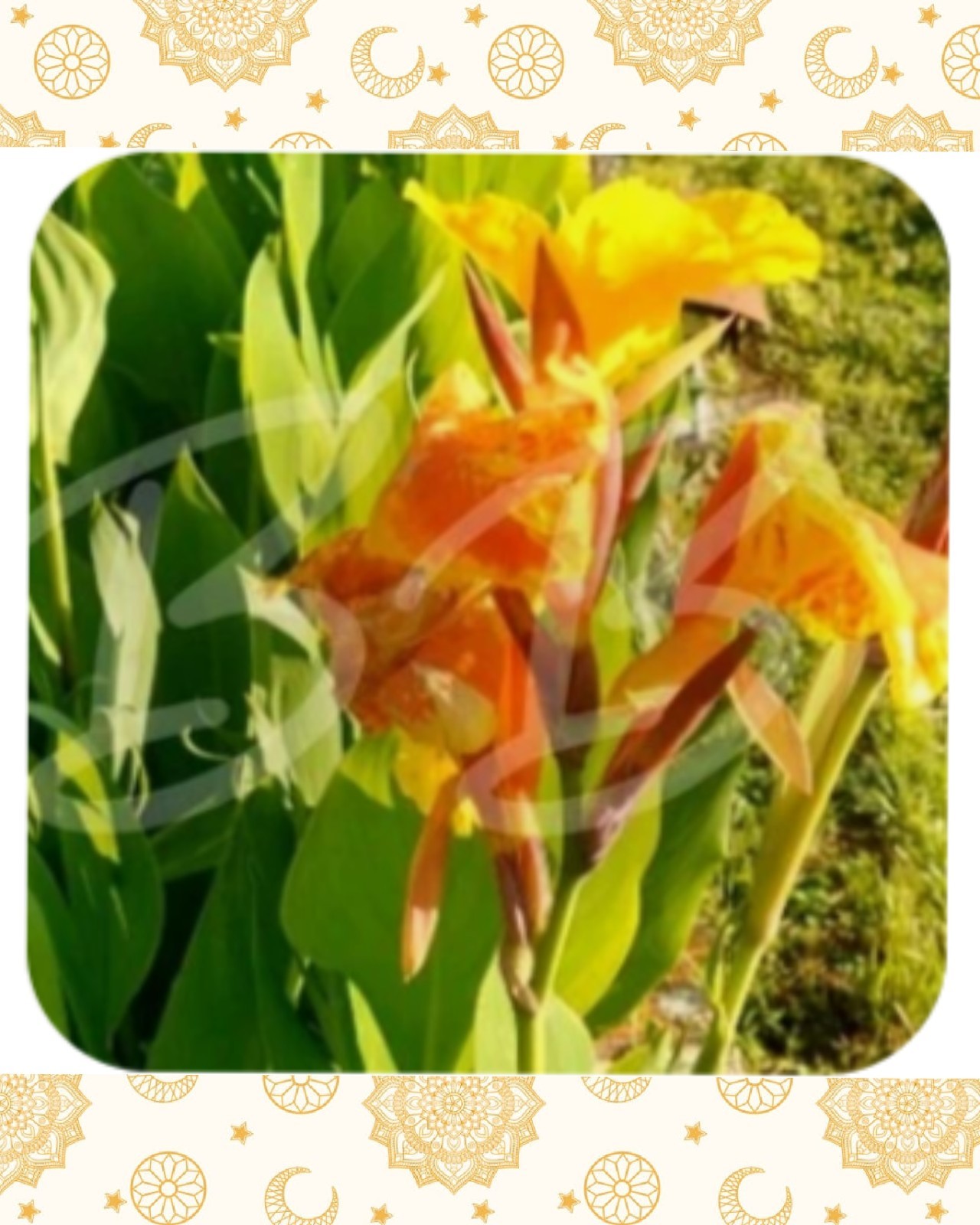 3 Canna Bulbs / Rhizomes