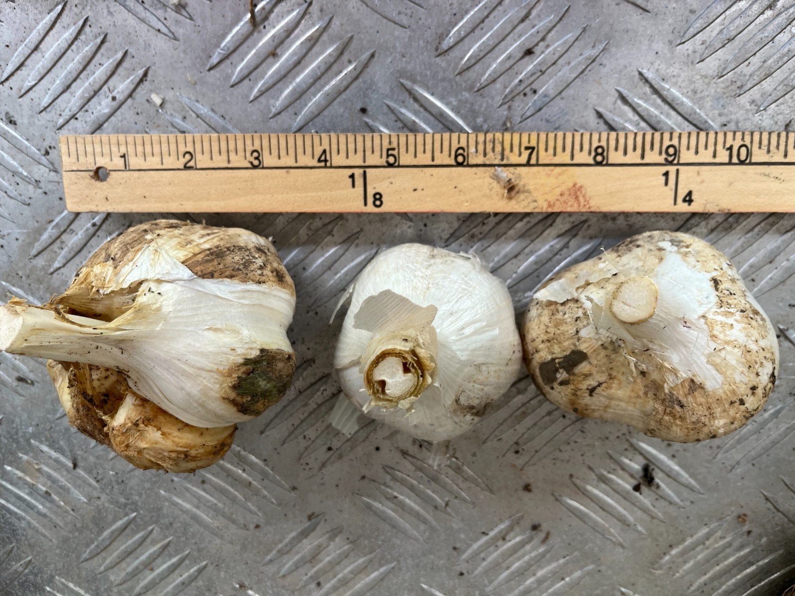 Elephant Garlic Cloves (5 lg cloves) from 2025 crop. Ready to plant. SHIPS FREE