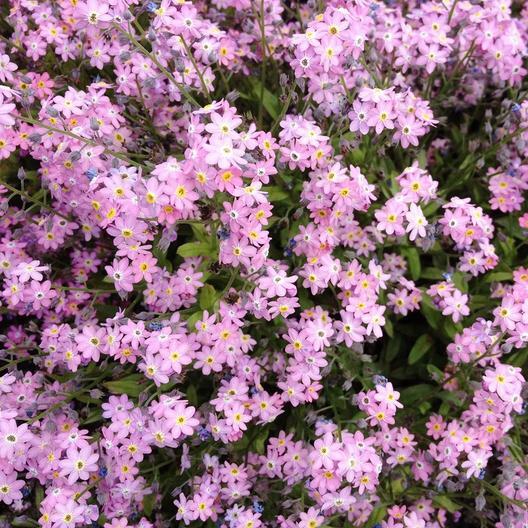 Forget Me Nots ROSE Perennial Flowers Ground Cover Border Non-GMO 200 Seeds!
