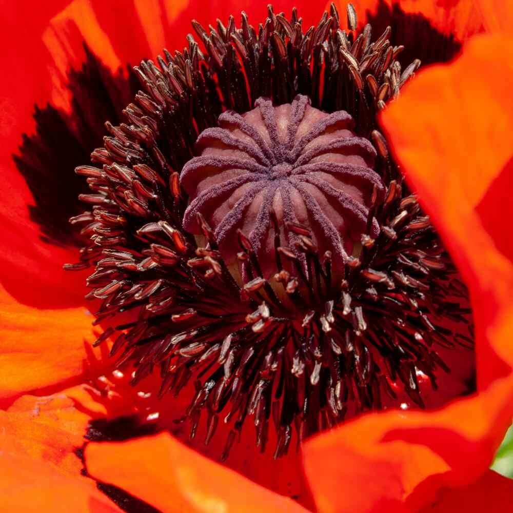 Poppy PRINCE OF ORANGE Red Flowers Oriental Perennial Poppies Non-GMO 500 Seeds!