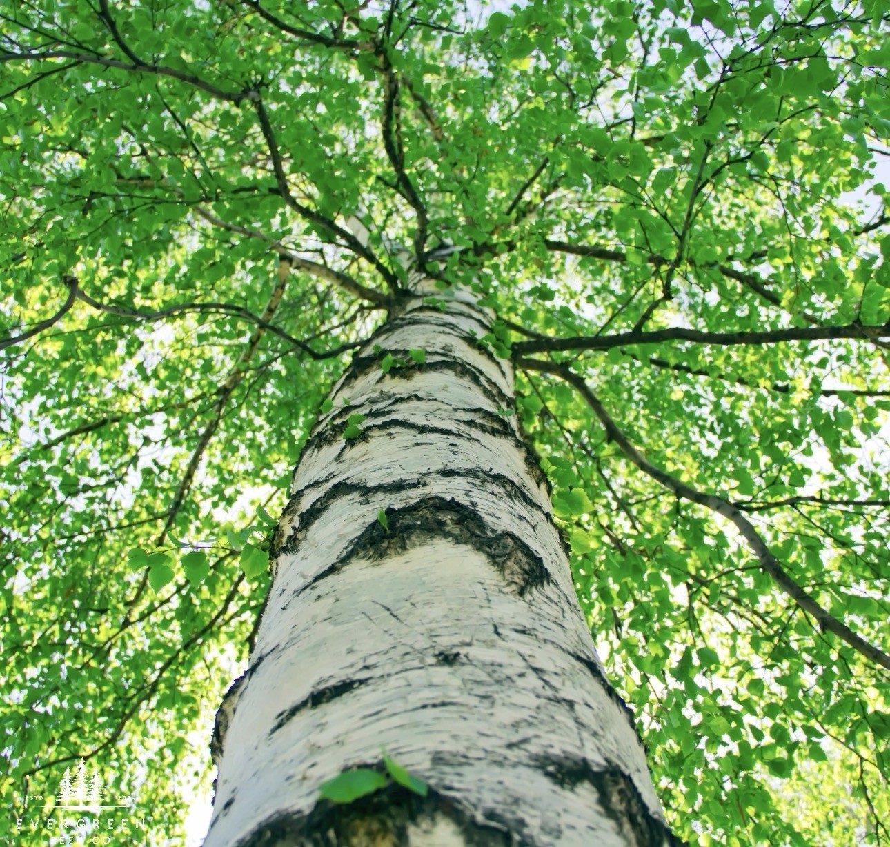 White Paper Birch Tree Seeds