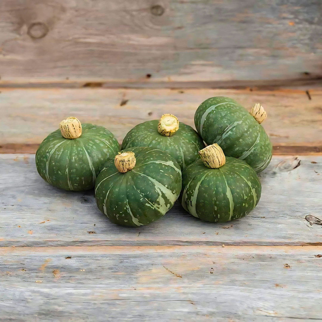 Fresh Japanese Kabocha Pumpkin 10 Seeds | Heirloom | Non-GMO | Asian Vegetables