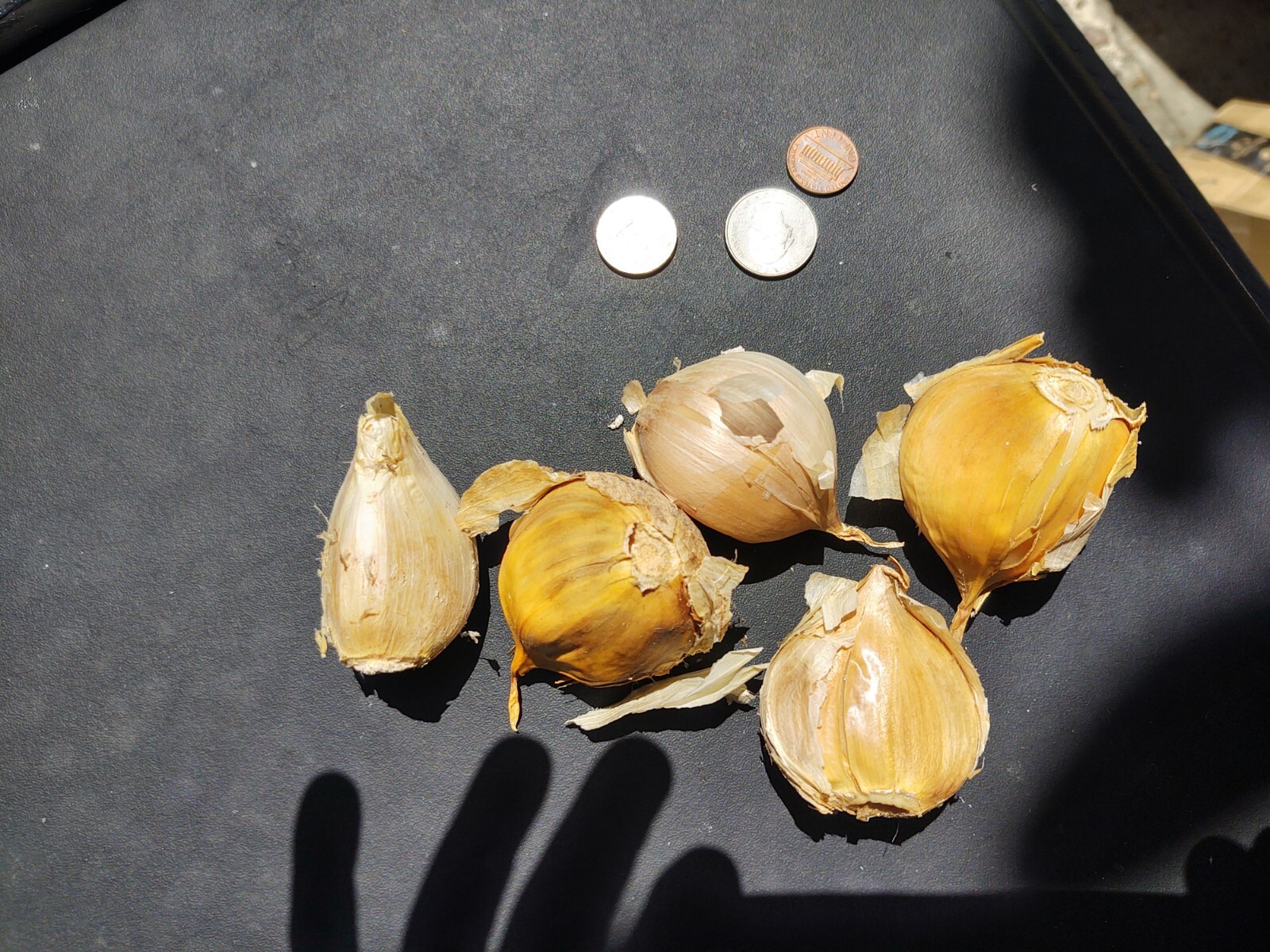 elephant garlic seeds. Small to large mix