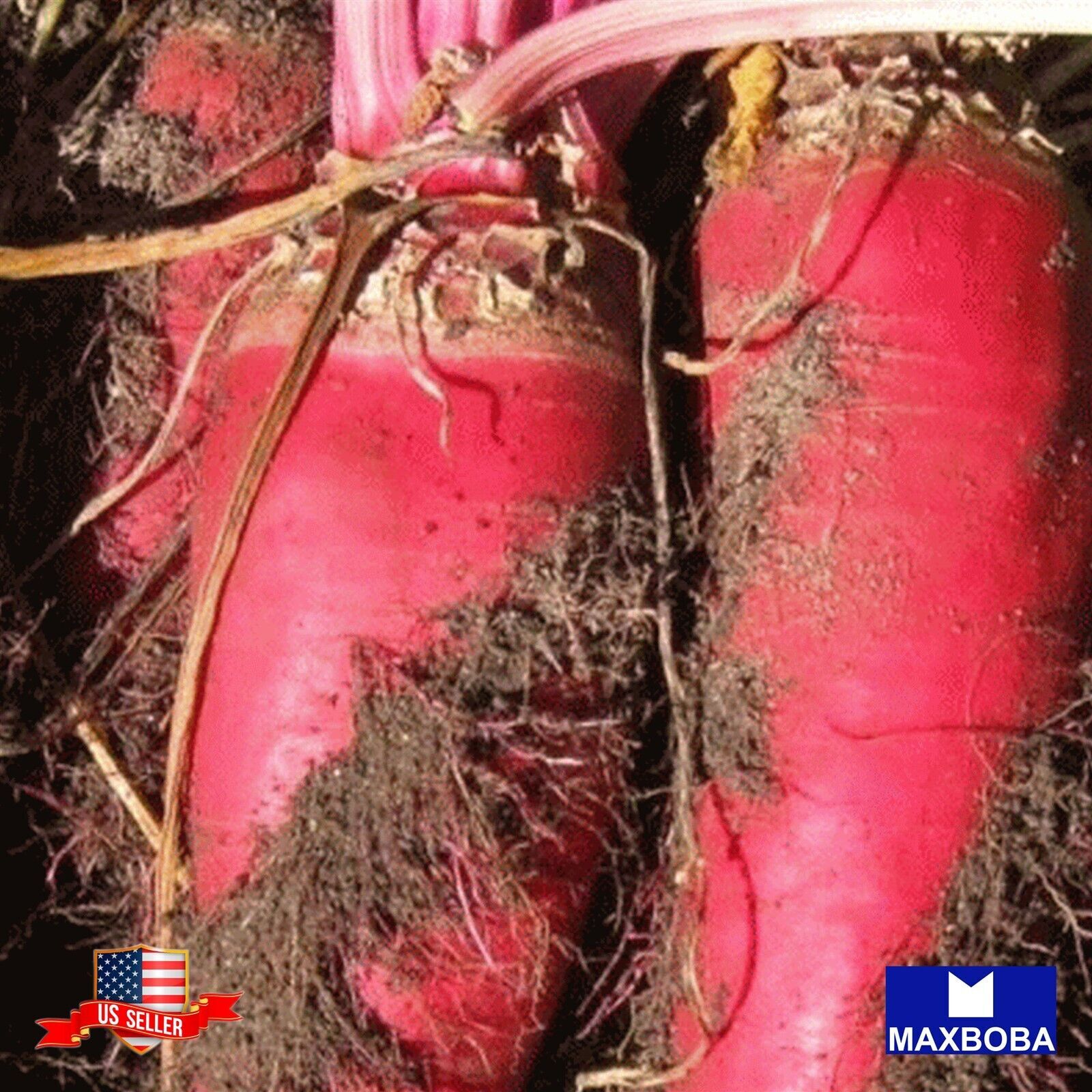 Non-GMO 80+ Beet Seeds – Red Mammoth Mangel Heirloom BOGO 50% OFF