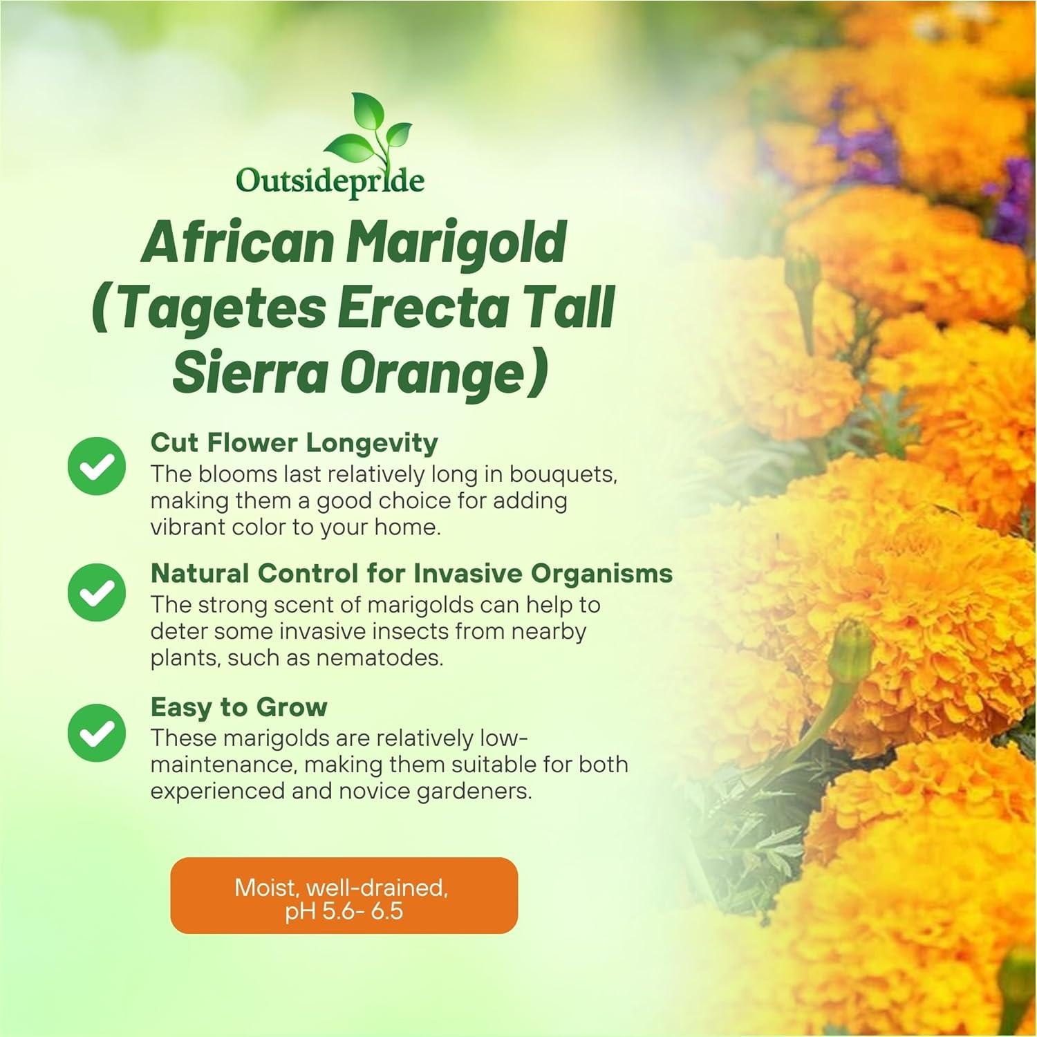 Tall Sierra Orange African Marigold Seeds for Planting – 2000 Pcs Annual, Compac