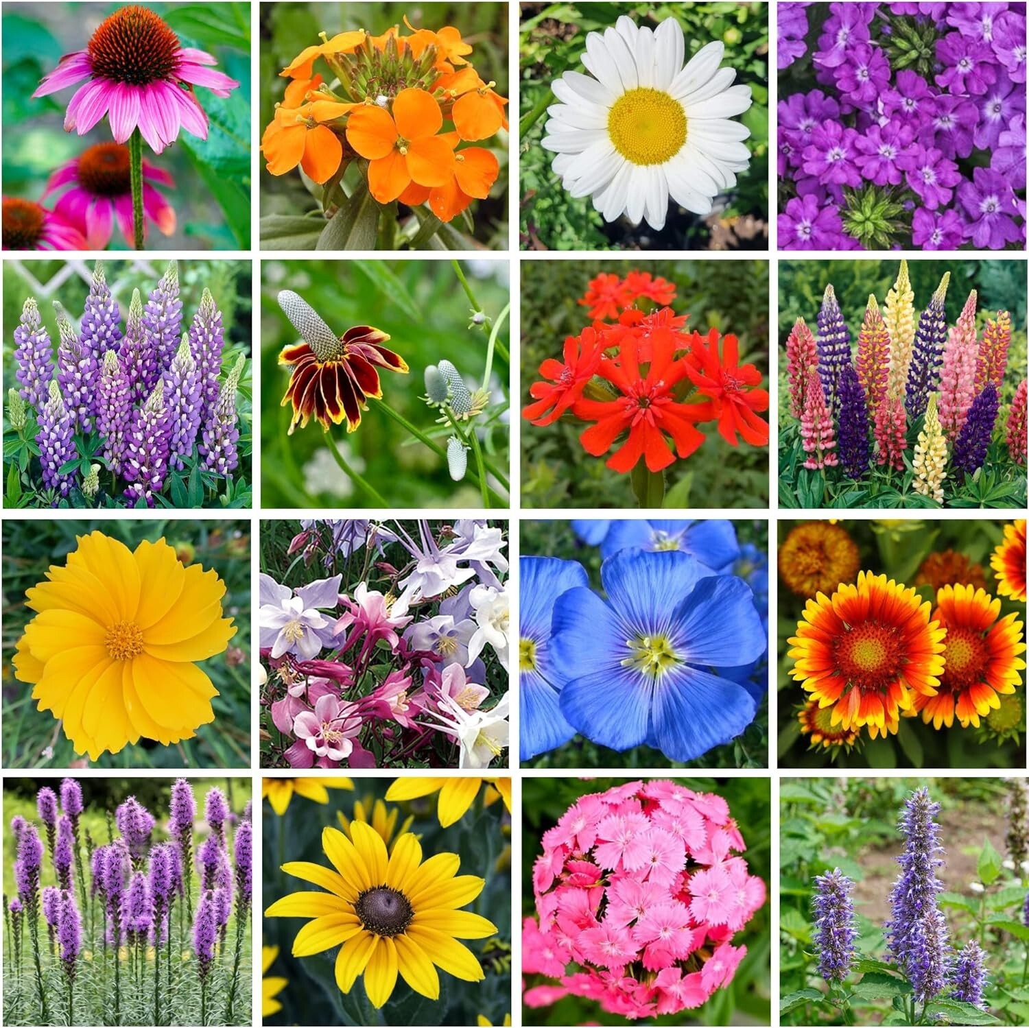 Perennial Wildflower Seed Mix Shaker – 900,000 Seeds for Vibrant Outdoor Spaces