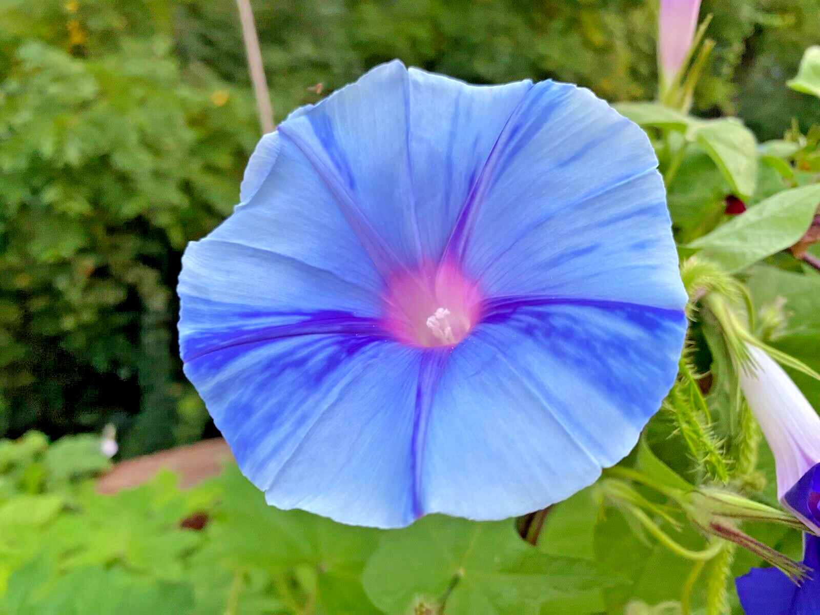 ‘SORA’ Japanese Morning Glory – 8 Seeds-Blue Blizzard Flowers