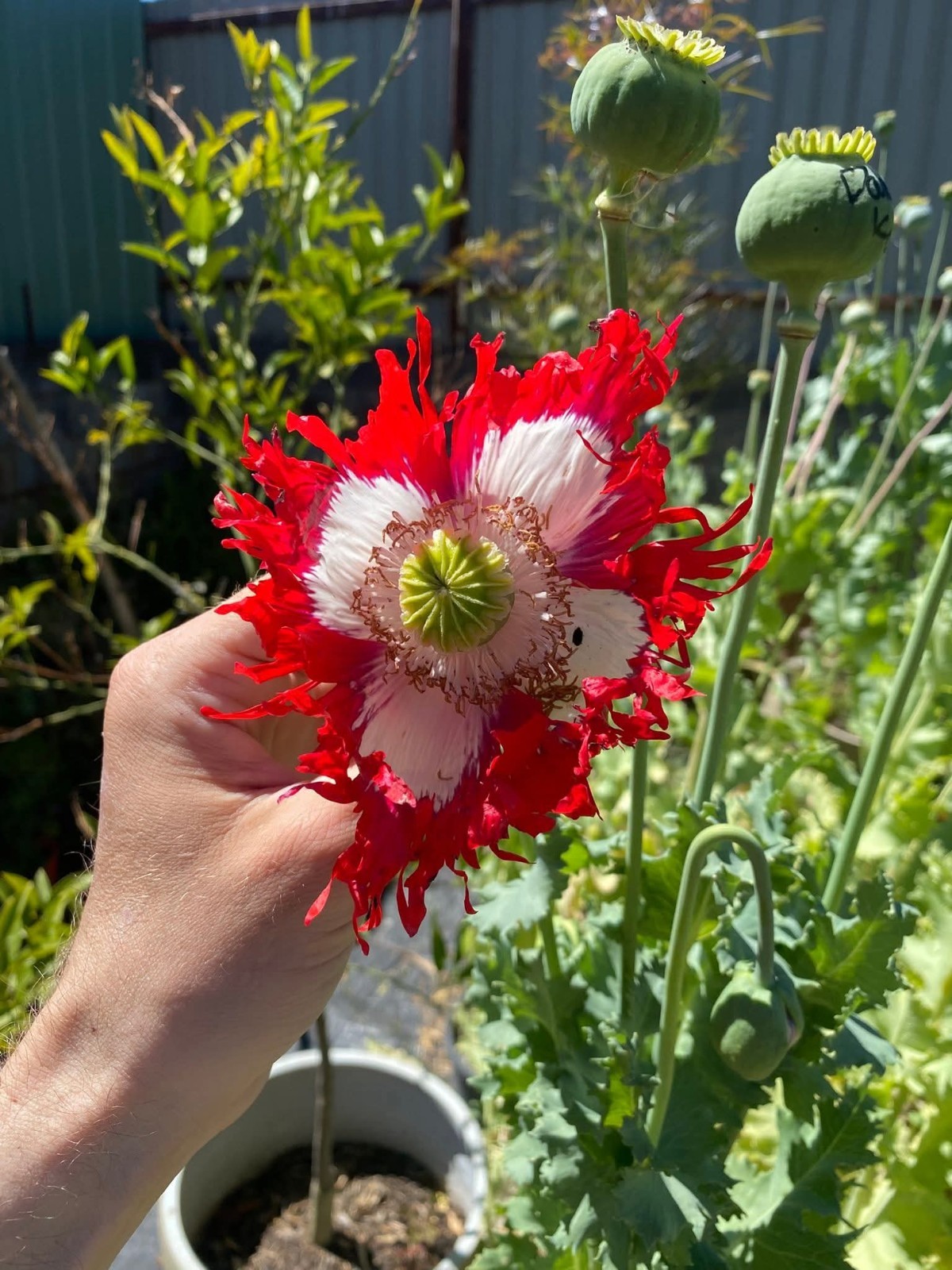 Pollinator Wildflower Mix with Poppies – Bee Friendly 5000 Seeds