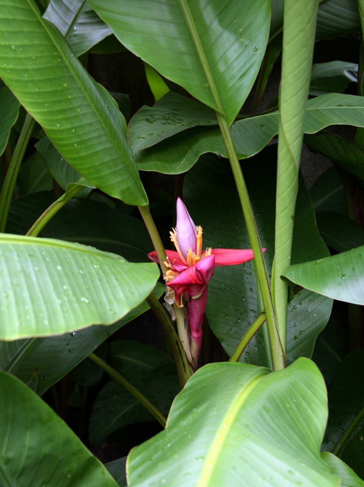 50 Musa velutina Pink Velvet Fresh Banana Seeds