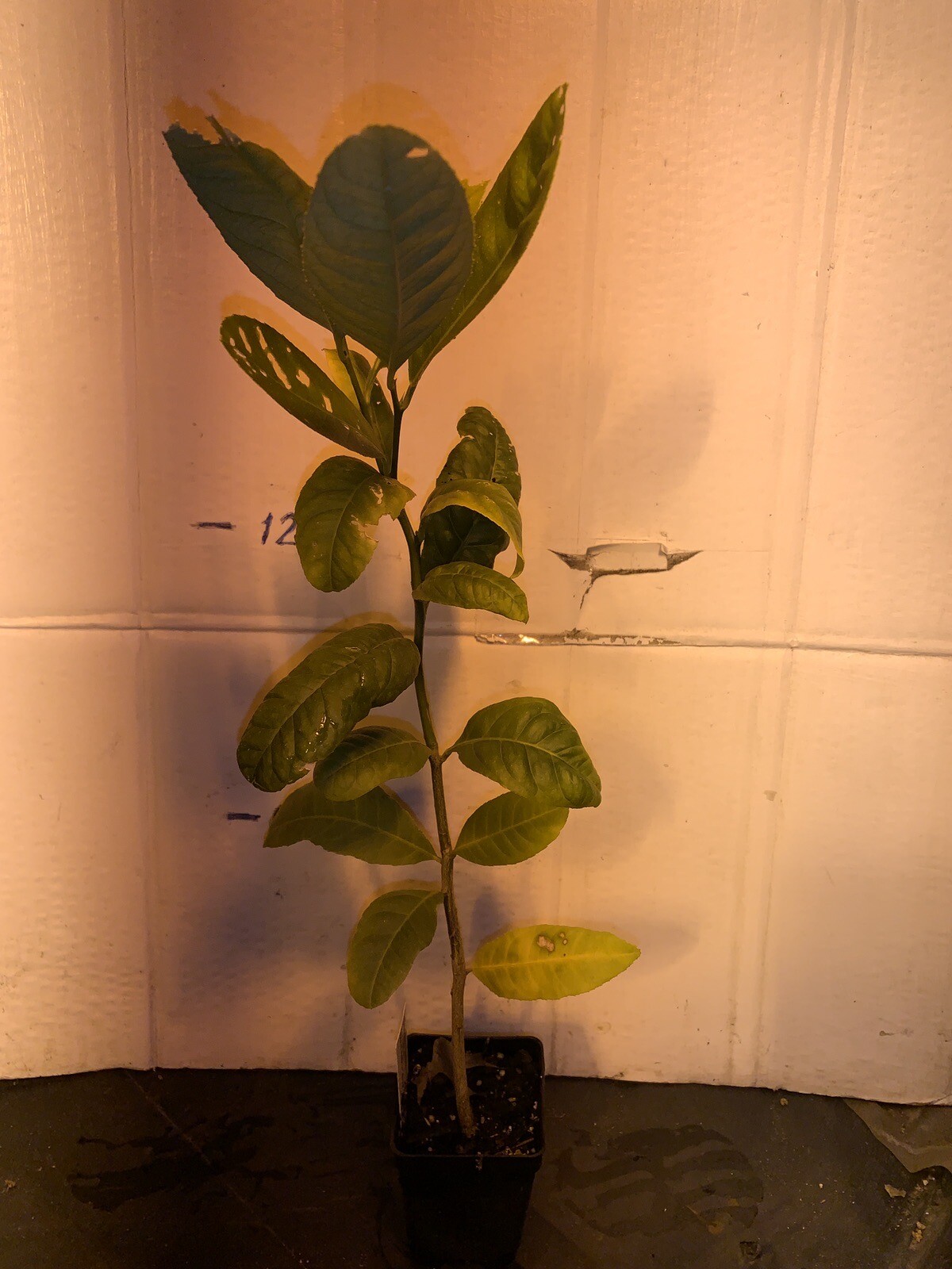 Etrog Citron Tree, 2.5 inch pot, No Ship Az, Ca, Fl, La, Tx, Hi, Ak