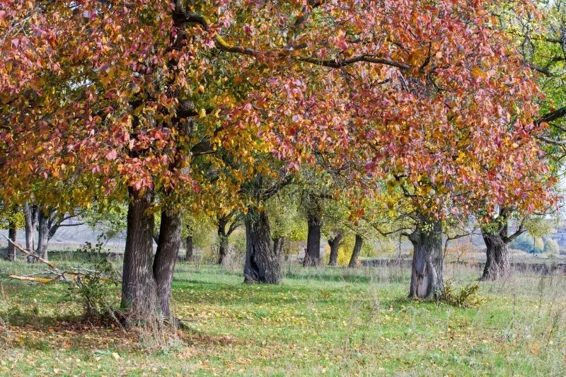 4 Red Elm Tree Seeds (ULMUS RUBRA) (Slippery Elm)