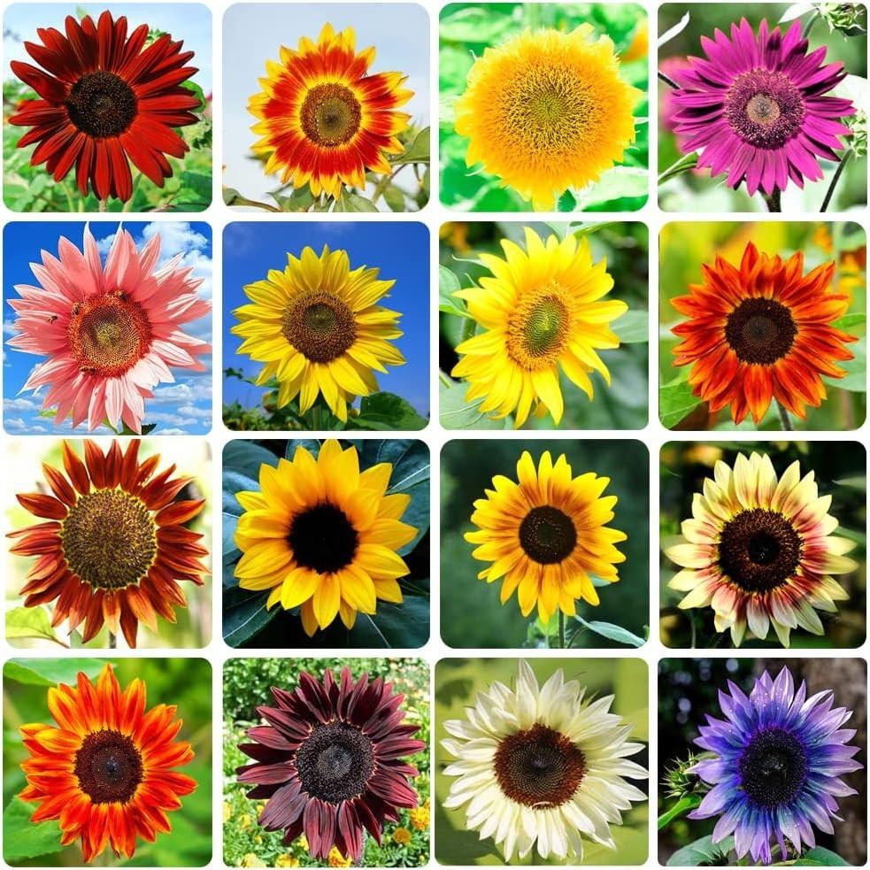 1000+ Sunflower Seeds for Planting Heirloom Non-gmo, Bulk Package of 15 Varietie