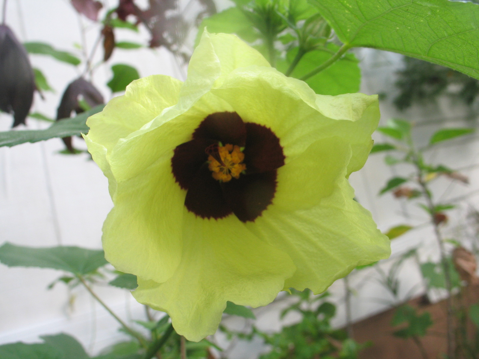 Hibiscus calyphyllus Lemon Yellow Rosemallow 10 seeds
