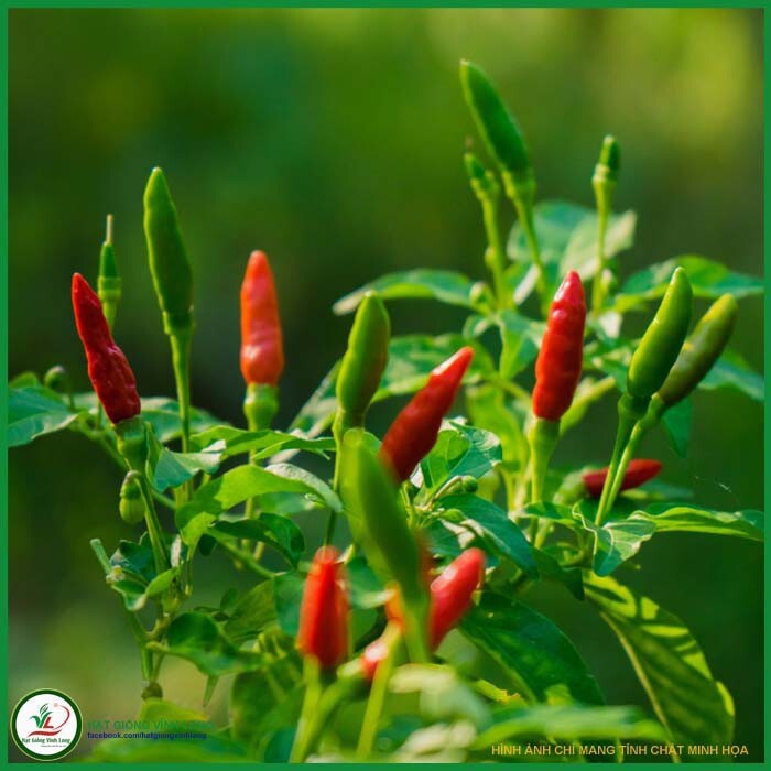 Ot Xiem rung/ Bird’s Eye Chili Ớt Xiêm Rừng việt Nam Dễ Trồng Easy Grow 40 Seeds